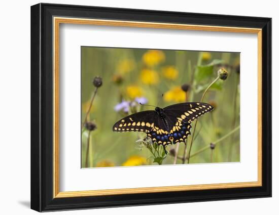 Black swallowtail butterfly feeding.-Larry Ditto-Framed Photographic Print