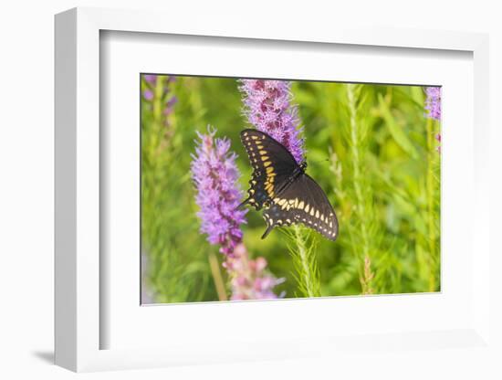 Black swallowtail butterfly male on blazing star-Richard and Susan Day-Framed Photographic Print