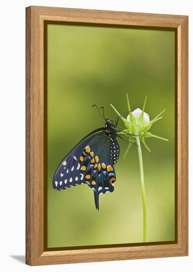 Black Swallowtail Butterfly on Cosmos Sensation Mix Bud, Marion C., Il-Richard ans Susan Day-Framed Premier Image Canvas
