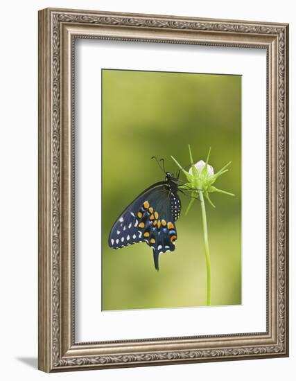 Black Swallowtail Butterfly on Cosmos Sensation Mix Bud, Marion C., Il-Richard ans Susan Day-Framed Photographic Print