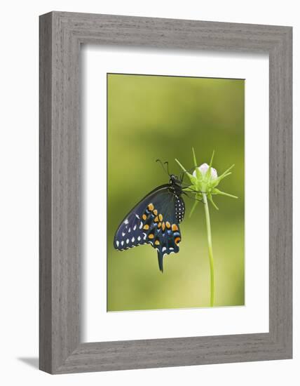 Black Swallowtail Butterfly on Cosmos Sensation Mix Bud, Marion C., Il-Richard ans Susan Day-Framed Photographic Print