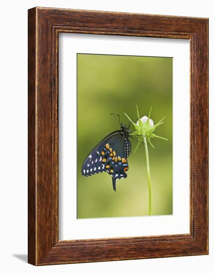 Black Swallowtail Butterfly on Cosmos Sensation Mix Bud, Marion C., Il-Richard ans Susan Day-Framed Photographic Print