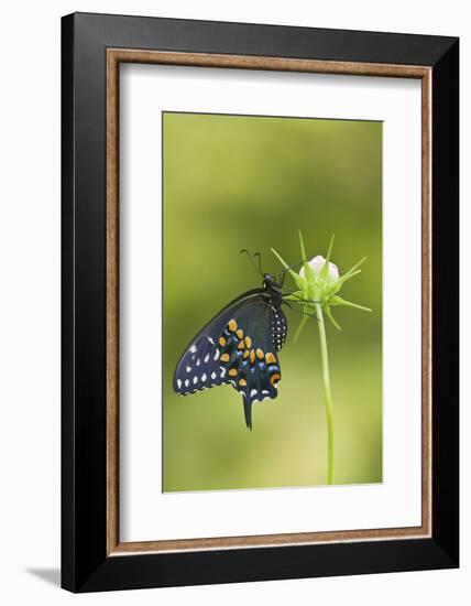 Black Swallowtail Butterfly on Cosmos Sensation Mix Bud, Marion C., Il-Richard ans Susan Day-Framed Photographic Print