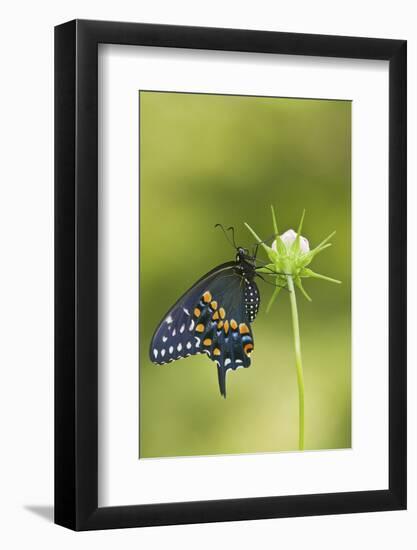 Black Swallowtail Butterfly on Cosmos Sensation Mix Bud, Marion C., Il-Richard ans Susan Day-Framed Photographic Print