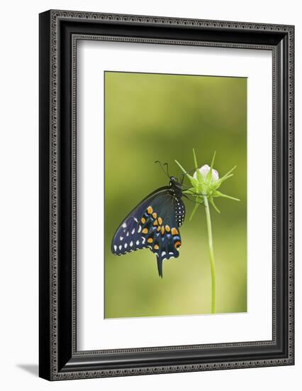 Black Swallowtail Butterfly on Cosmos Sensation Mix Bud, Marion C., Il-Richard ans Susan Day-Framed Photographic Print