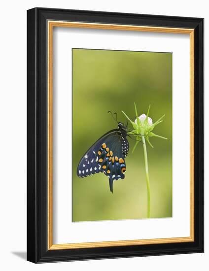 Black Swallowtail Butterfly on Cosmos Sensation Mix Bud, Marion C., Il-Richard ans Susan Day-Framed Photographic Print