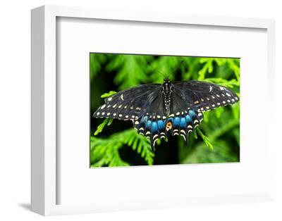 Black Swallowtail Butterfly Seattle Washington State