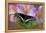 Black Swallowtail Butterfly-Darrell Gulin-Framed Premier Image Canvas