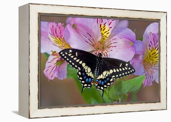 Black Swallowtail Butterfly-Darrell Gulin-Framed Premier Image Canvas