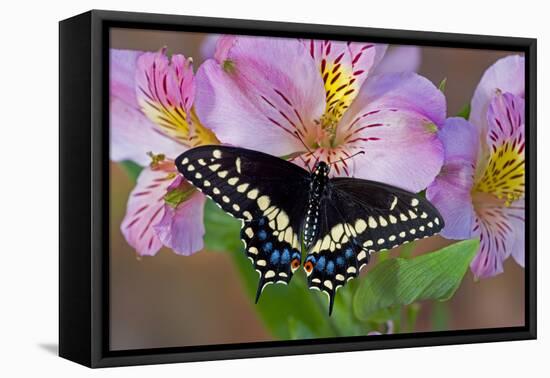 Black Swallowtail Butterfly-Darrell Gulin-Framed Premier Image Canvas