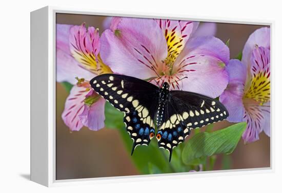 Black Swallowtail Butterfly-Darrell Gulin-Framed Premier Image Canvas