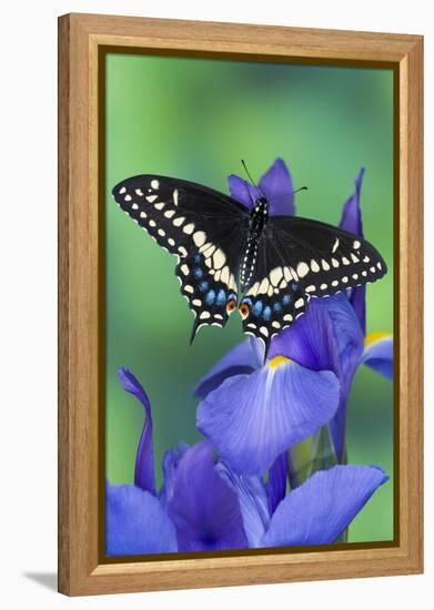 Black Swallowtail Butterfly-Darrell Gulin-Framed Premier Image Canvas