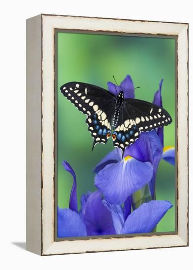 Black Swallowtail Butterfly-Darrell Gulin-Framed Premier Image Canvas