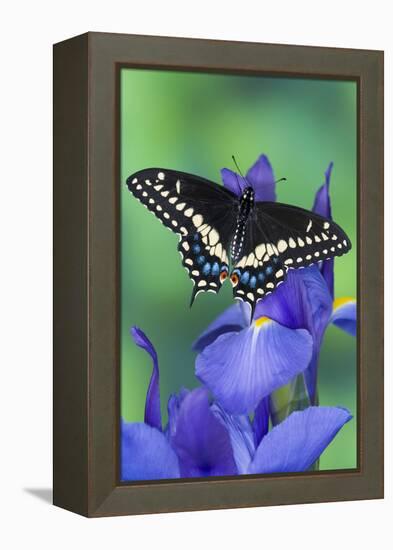 Black Swallowtail Butterfly-Darrell Gulin-Framed Premier Image Canvas