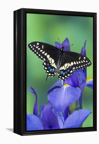 Black Swallowtail Butterfly-Darrell Gulin-Framed Premier Image Canvas