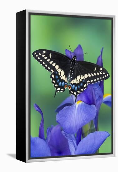 Black Swallowtail Butterfly-Darrell Gulin-Framed Premier Image Canvas