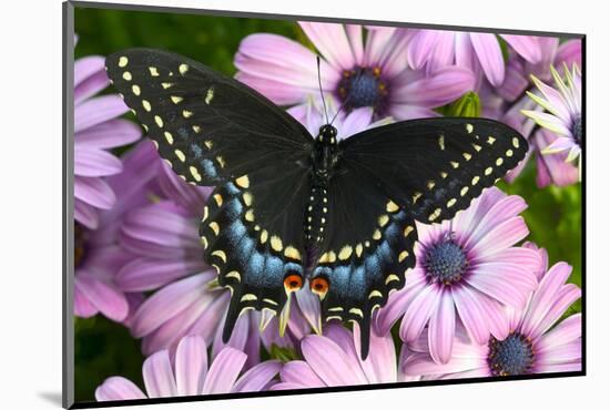 Black Swallowtail Butterfly-Darrell Gulin-Mounted Photographic Print