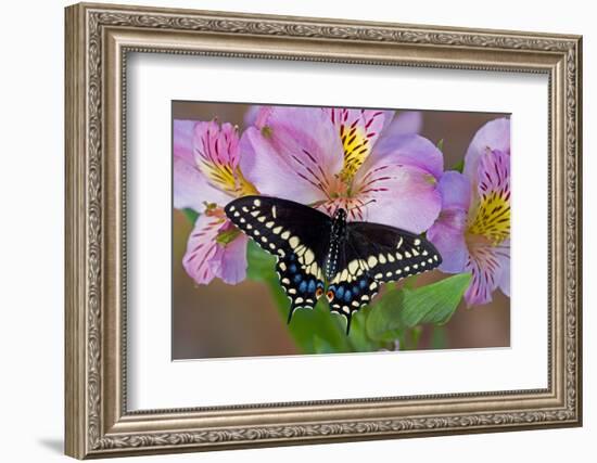 Black Swallowtail Butterfly-Darrell Gulin-Framed Photographic Print