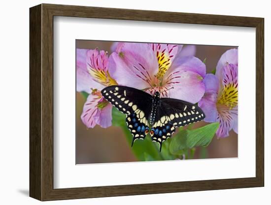 Black Swallowtail Butterfly-Darrell Gulin-Framed Photographic Print