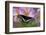 Black Swallowtail Butterfly-Darrell Gulin-Framed Photographic Print