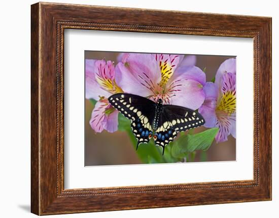 Black Swallowtail Butterfly-Darrell Gulin-Framed Photographic Print