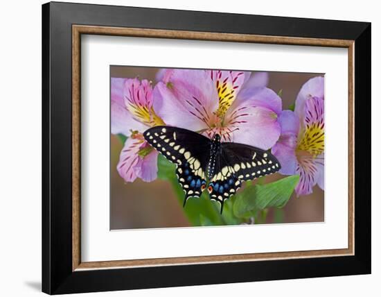 Black Swallowtail Butterfly-Darrell Gulin-Framed Photographic Print