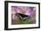 Black Swallowtail Butterfly-Darrell Gulin-Framed Photographic Print