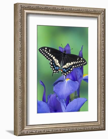 Black Swallowtail Butterfly-Darrell Gulin-Framed Photographic Print