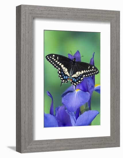 Black Swallowtail Butterfly-Darrell Gulin-Framed Photographic Print