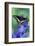 Black Swallowtail Butterfly-Darrell Gulin-Framed Photographic Print