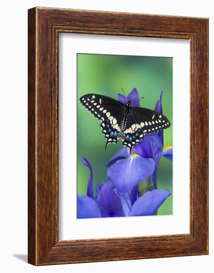 Black Swallowtail Butterfly-Darrell Gulin-Framed Photographic Print