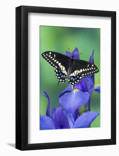 Black Swallowtail Butterfly-Darrell Gulin-Framed Photographic Print