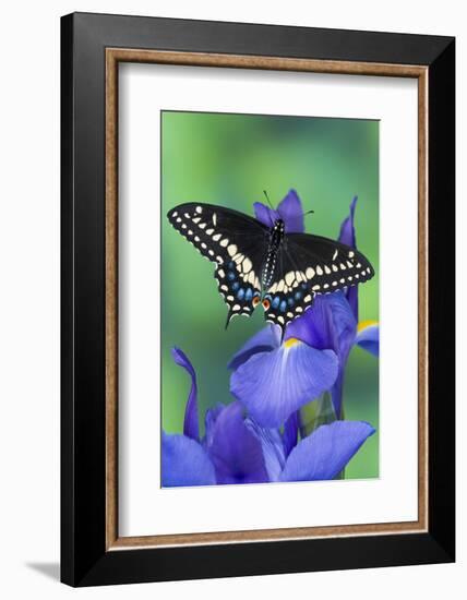 Black Swallowtail Butterfly-Darrell Gulin-Framed Photographic Print