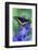 Black Swallowtail Butterfly-Darrell Gulin-Framed Photographic Print