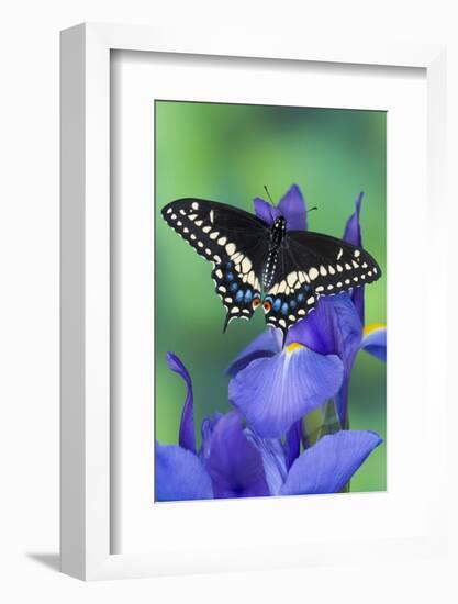 Black Swallowtail Butterfly-Darrell Gulin-Framed Photographic Print