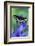 Black Swallowtail Butterfly-Darrell Gulin-Framed Photographic Print