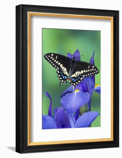 Black Swallowtail Butterfly-Darrell Gulin-Framed Photographic Print