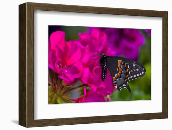 Black Swallowtail Butterfly-Darrell Gulin-Framed Photographic Print