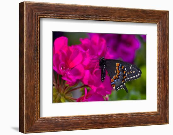 Black Swallowtail Butterfly-Darrell Gulin-Framed Photographic Print