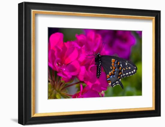 Black Swallowtail Butterfly-Darrell Gulin-Framed Photographic Print