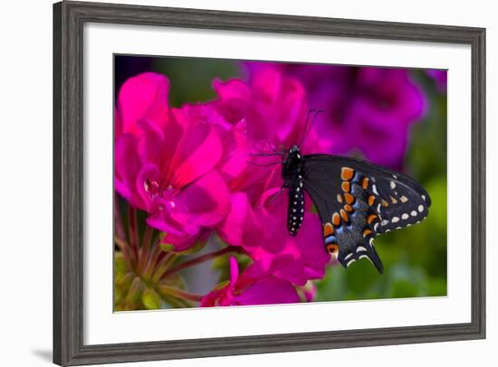 Black Swallowtail Butterfly-Darrell Gulin-Framed Photographic Print