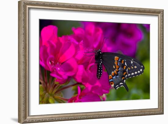 Black Swallowtail Butterfly-Darrell Gulin-Framed Photographic Print