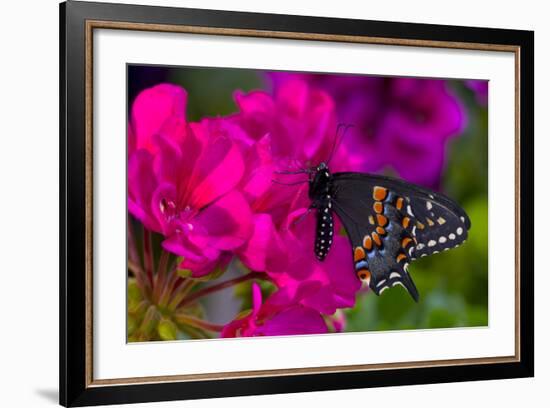 Black Swallowtail Butterfly-Darrell Gulin-Framed Photographic Print