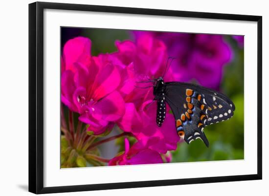 Black Swallowtail Butterfly-Darrell Gulin-Framed Photographic Print