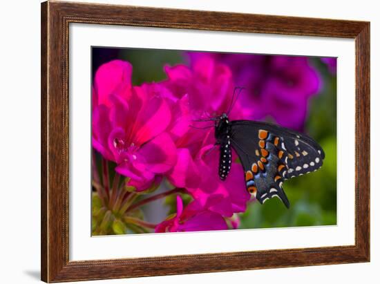 Black Swallowtail Butterfly-Darrell Gulin-Framed Photographic Print