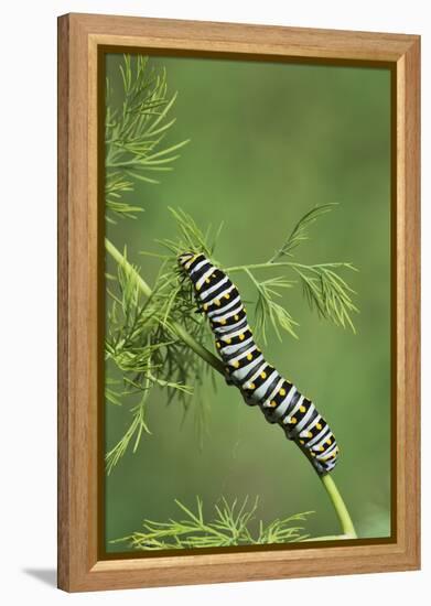 Black Swallowtail caterpillar eating on fennel, Hill Country, Texas, USA-Rolf Nussbaumer-Framed Premier Image Canvas