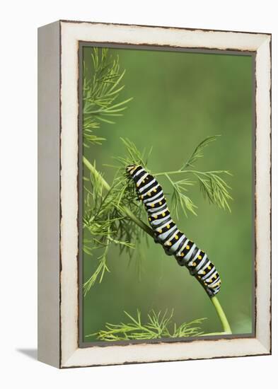 Black Swallowtail caterpillar eating on fennel, Hill Country, Texas, USA-Rolf Nussbaumer-Framed Premier Image Canvas