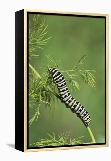 Black Swallowtail caterpillar eating on fennel, Hill Country, Texas, USA-Rolf Nussbaumer-Framed Premier Image Canvas