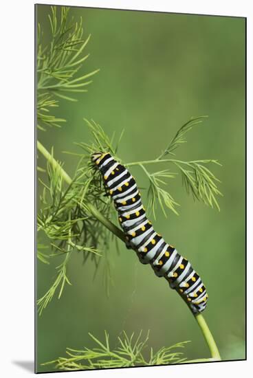 Black Swallowtail caterpillar eating on fennel, Hill Country, Texas, USA-Rolf Nussbaumer-Mounted Premium Photographic Print