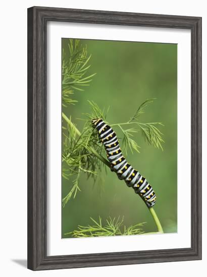 Black Swallowtail caterpillar eating on fennel, Hill Country, Texas, USA-Rolf Nussbaumer-Framed Photographic Print